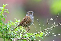 Dunnock